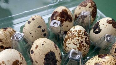 продам плазморез с чпу бу: Продаю домашние перепелиные яйца
