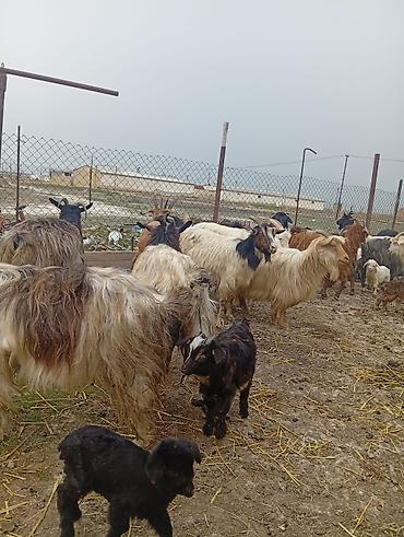 halep kecisi satilir: Qoyun-keçi təsərrüfatı üçün ana keçi sürüsü - Cins: yerli dağ/bozkeçi — 3