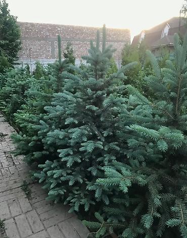 саженцы елки: Продаются декоративные хвойные растения 🌿🌲 -туи от 100 до 300см -ели — 7