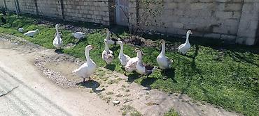 itlerin ucuz qiymete satisi: Dişi, Ətlik — 1