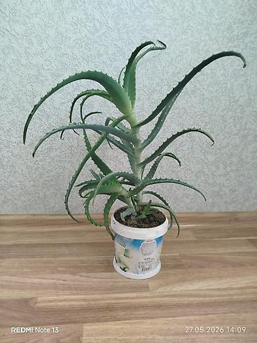 алоэ пайдасы: Əzvay bitkisi. (Aloe). Mualicəvidi. Dibində beş dənə balası var — 1