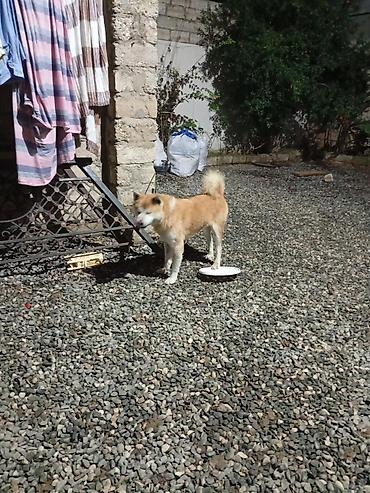 balaca dovsan: Akita-inu, 7 ay, Erkək, Peyvəndli, Ünvandan götürmə — 4