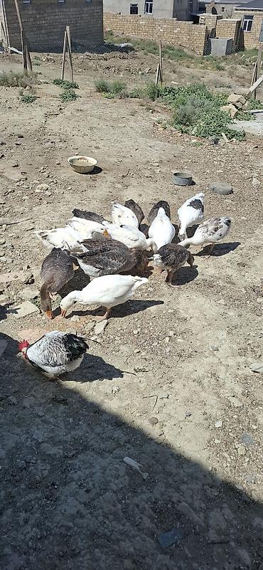 Qazlar satilir bu ilkidir,yeke analar 35 azn 4kq yaxin et