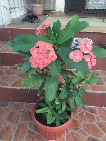 Молочаи: Молочай от 700-1000 с в зависимости от размера — 2