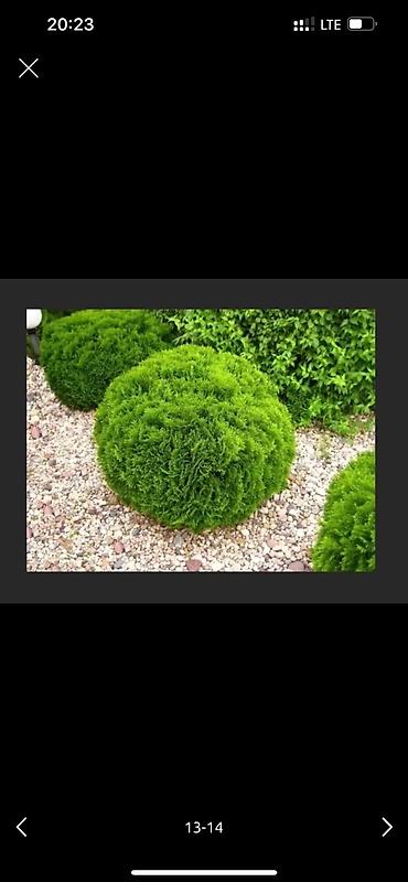 Дворники, садовники: 🌱Я Садовник приходящий раз в неделю Стрижка живой — 13