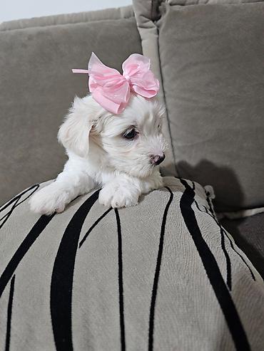 Psi: Na prodaju cistokrvni stenci maltezera. Ostenjeni 24.12.25. 4 zenkice — 10