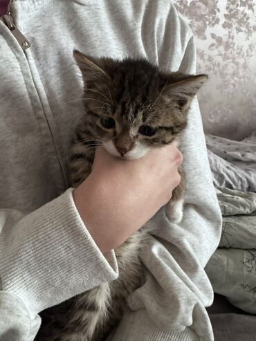 доброй: Кошка даром: Беспородная, 1 месяц, Мальчик