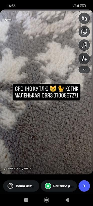 кошка купить бишкек: 3 месяца, Девочка, Белый, Приучена к лотку — 1