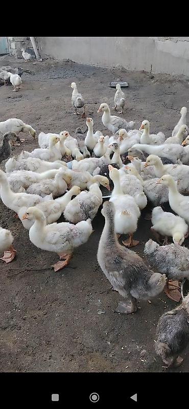 Qazlar: Qaz balası satılır ünvan Maştağadadi qiymət 15 manat — 1