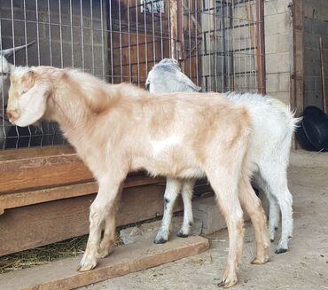 дойный коза: Продаю | Козлёнок | Нубийская | Для разведения