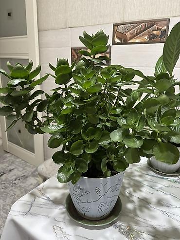 Комнатное растение — каланхоэ (Kalanchoe blossfeldiana), кустовой