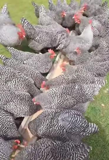 quban toyuqlari: Toyuq, Australorp, Yumurtalıq, Pulsuz çatdırılma — 3
