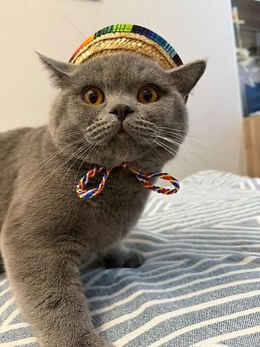 🐾 Шотландские котята ищут любящих хозяев! 🐾 Малышам сейчас всего 2 at lalafo.kg 🐾 Шотландские котята ищут любящих хозяев! 🐾 Малышам сейчас всего 2