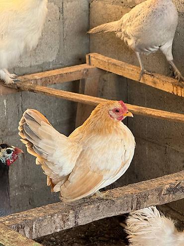 Куры, петухи: Продаю | Петух, Куры at lalafo.kg — 7 Куры, петухи: Продаю | Петух, Куры — 7