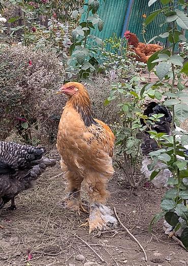 дикого: Продаю | Куры | Брама | Для разведения — 4