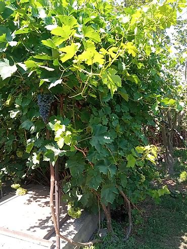 Продажа коттеджей и домов: Продаётся дом, 80 кв. м. 6 комнат, кирпичный, тёплый. Хозпостройки — 25