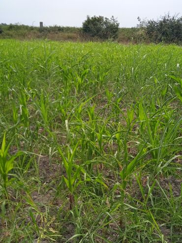 Torpaq sahələrinin satışı: 36 sot, Kənd təsərrüfatı, Kupça (Çıxarış) — 23