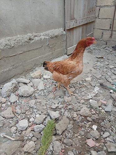 satıq at: Heyratı satılır — 2