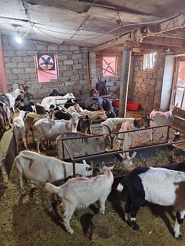 keci heyvan: Heyvandarlıq üçün keçilər sürüsü - Növlər: müxtəlif rəng və cinsli — 6