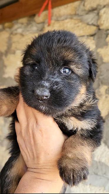 doberman balasi satilir: Alman çoban iti, 1 ay, Ünvandan götürmə, Ödənişli çatdırılma — 6