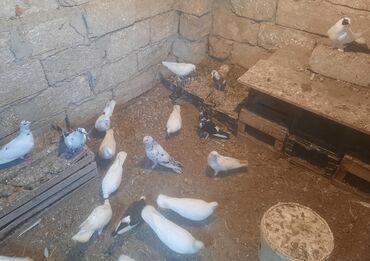 Göyərçinlər: 19 goyercindi sonu 60 manat tecli satlir bedreg goyercin yoxdu aglar lalafo.az -da Göyərçinlər: 19 goyercindi sonu 60 manat tecli satlir bedreg goyercin yoxdu aglar