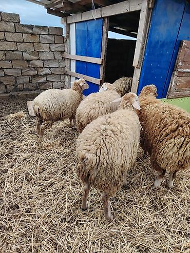 qoyun paltarı: Hamsi Erkek heyvanlardi elde baxilib diri cekisi 10 manat qiymet — 1