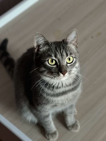 шотландский котик: Котик ищет дом мальчик примерно 5-6 месяцев к лотку быстро приучился