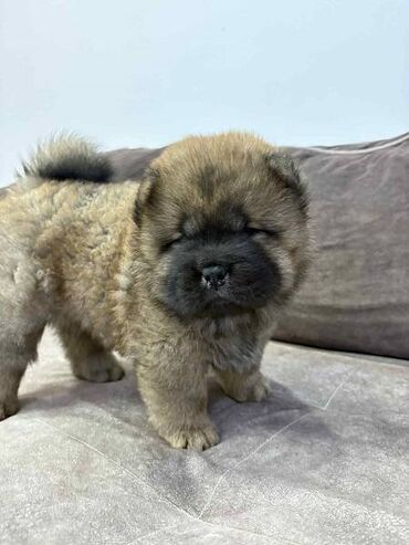 Psi: Čistokrvni CHOW-CHOW štenci Na prodaju čistokrvni CHOW-CHOW štenci — 3