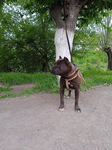 ветеринар для собак: Продаётся питбуль, хороший друг и охранник. Ему 10 месяцев