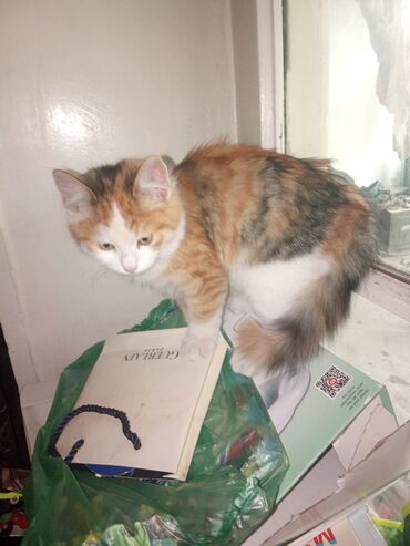 Pişiklər: Şotland uzun tüklü, Yaxşı əllərə, Ünvandan götürmə, Pulsuz çatdırılma, Ödənişli çatdırılma — 4