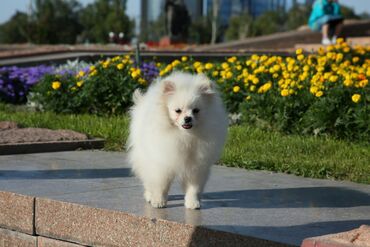 померанский шпиц купить недорого: Шпиц, 7 месяцев, Самец, С родословной