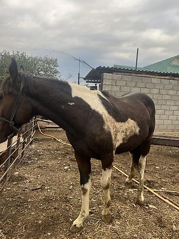 Продам с/х животных: Продаю | Жеребец | Конный спорт | Племенные — 2