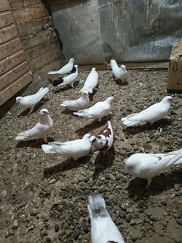 ekran ucun pisik sekilleri: Məhsul: Göyərçinlər (ev quşları) — 7