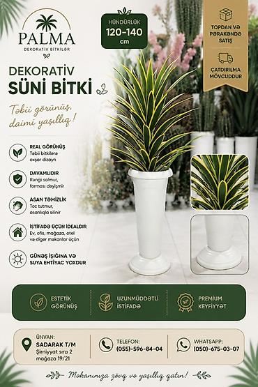 palma gülü: 🌿 PALMA – dekorativ bitkilər Evinizə, ofisinizə və digər məkanlara — 1