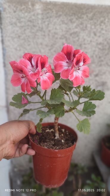 органайзер бишкек: Скидка на дом цветы🌸🌺🌻🌹🌷🌼💐Бишкек