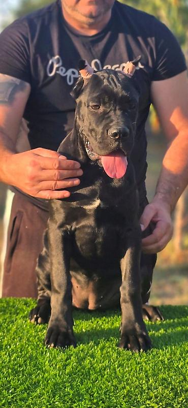 Psi: THE LAST EMPEROR KENNEL Predstavljamo prelepu Cane Corso ženku iz — 3