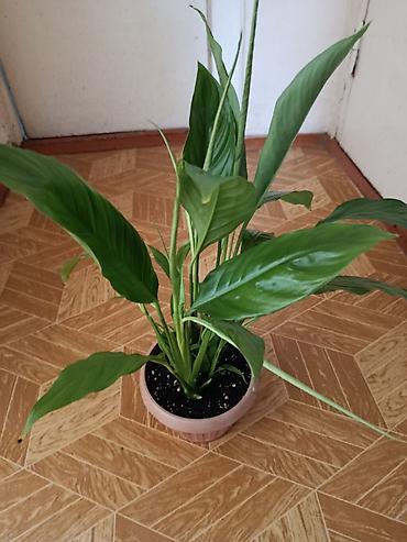 карышкыр фото: Спатифиллум (Spathiphyllum) в горшке. - Компактный куст с плотными — 2