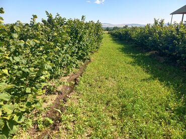 Torpaq sahələrinin satışı: 27 sot, Kənd təsərrüfatı, Mülkiyyətçi, Kupça (Çıxarış), Texniki pasport — 10