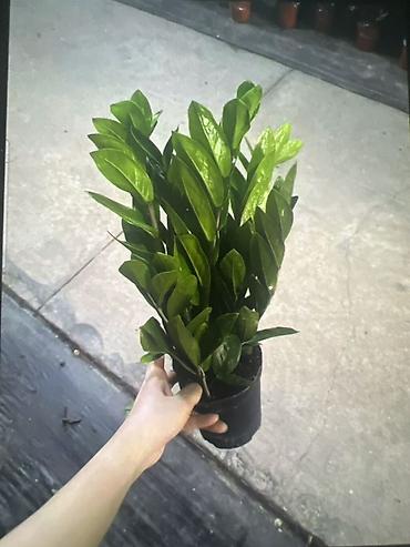 Диффенбахии: Комнатные растения в декоративных горшках - Диффенбахия крупнолистная — 13