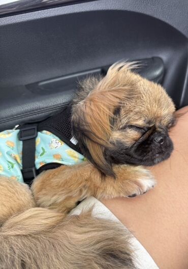 Rover: Pekines