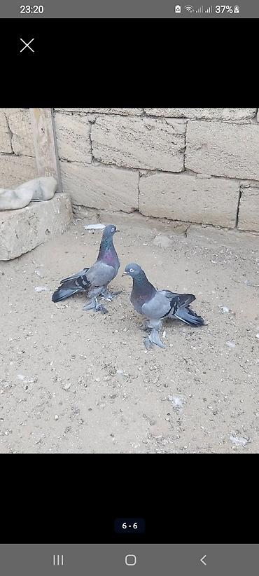 qus dami satilir: Kəməri göylər satilir və barter edilir(toyuq, ördək,hinduşka) ciddi — 5