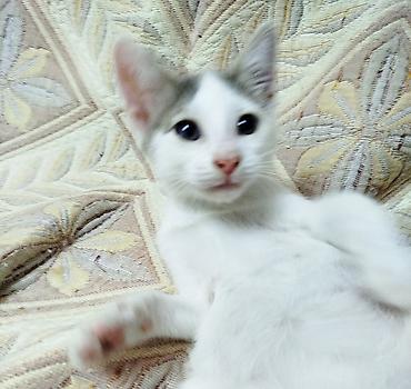 котик: Отдам в добрые руки очаровательного котёнка от домашней кошечки — 1