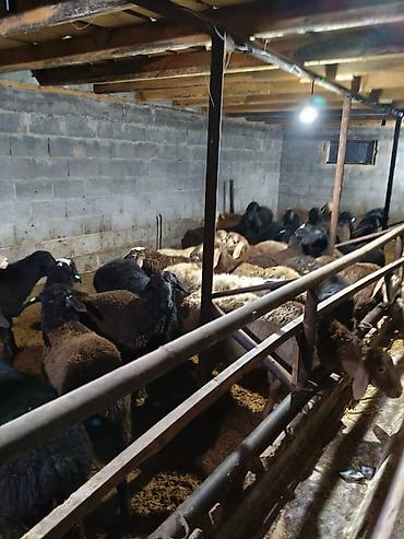 Баран, овца: Продаю | Овца (самка) | Меринос | Для разведения | Матка — 2