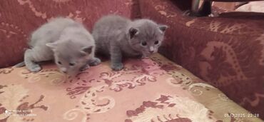 Pişiklər: Britan, Erkək, Dişi — 1