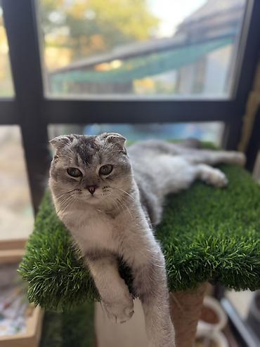 scottish: Шотландский кот (Scottish Fold) мальчик серебристого окраса - Порода — 2