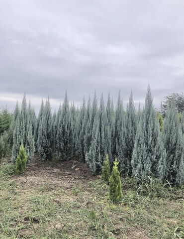 Şitillər: Dekarativ agaclarin satiwi istenilen novde istenilen olcude var elave — 12