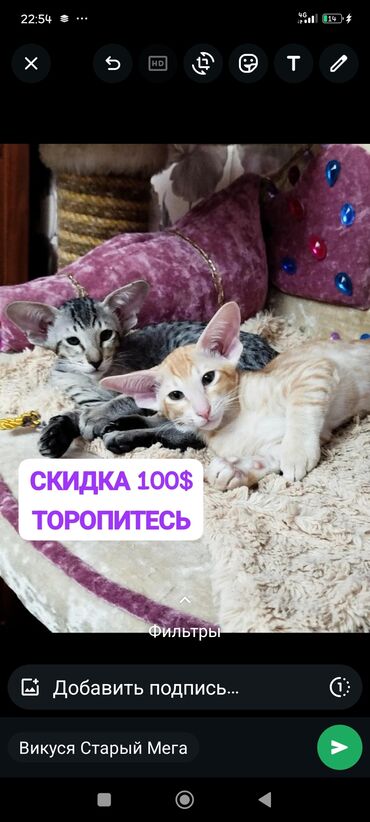 купить корм для перепелов несушек: Ориенталдык, 2 айлык, Эркек, Лотокко барууга үйрөтүлгөн, Курттардан тазаланган, Документтери менен