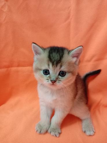 котята персидские: 🐾 ЗОЛОТЫЕ ШОТЛАНДСКИЕ КОТЯТА В ПРОДАЖЕ 🐾 Предлагаются к продаже — 1