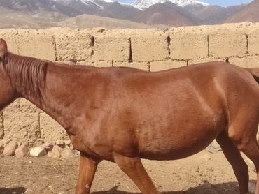 продам голубей: Байланган семиз жылкылар сатылат, адрес Жумгалда. водсаб, баасы