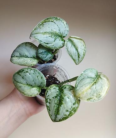 Папоротники: В продаже : Папоротник Тигр, Сингониум Орм Нак, Хойя New Moon — 8